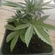 One plant One box whit bay burger