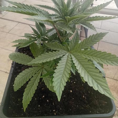One plant One box whit bay burger