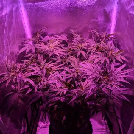 Gorilla Bomb On Mars