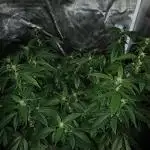 1st Test Run SSSC x Dutch P