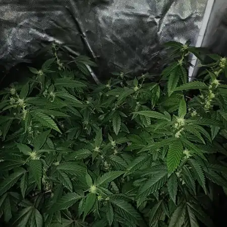 1st Test Run SSSC x Dutch P