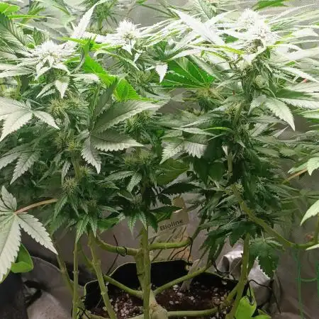 Papaya mix 420s