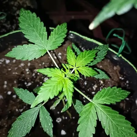 DP 🏆 Bubatz XL Auto