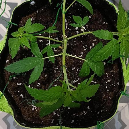 Papaya mix 420s