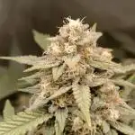 Dosi and lemons SuperVeg