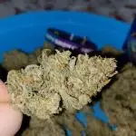 Runtz Auto Zam*Plag Comp