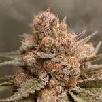 Papaya mix 420s