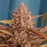 Dosi and lemons SuperVeg