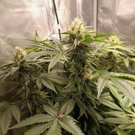 Papaya mix 420s