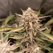 Dosi and lemons SuperVeg