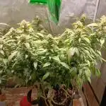 1st Test Run SSSC x Dutch P