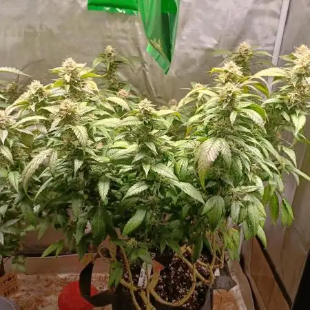 1st Test Run SSSC x Dutch P
