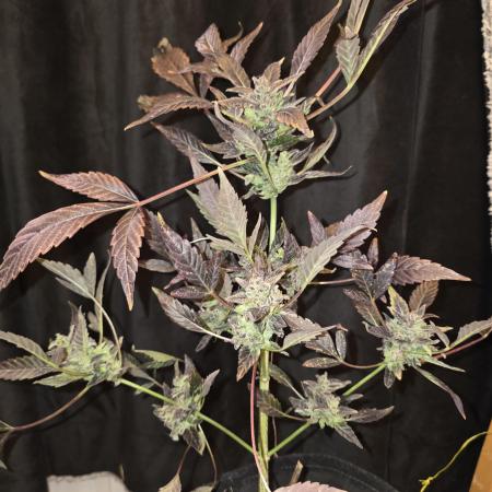 Super BOOF x 42FB Collab