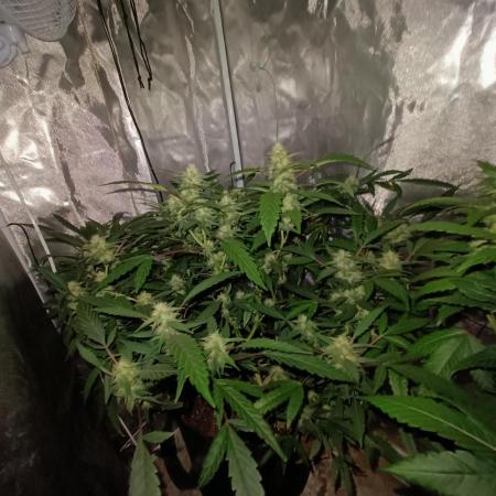 Dosi and lemons SuperVeg