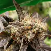 1st Test Run SSSC x Dutch P