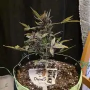 DS 🏆 PT.2 Auto Rapier