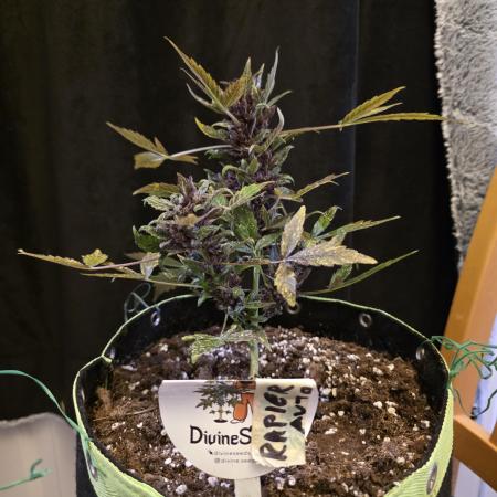 DS 🏆 PT.2 Auto Rapier