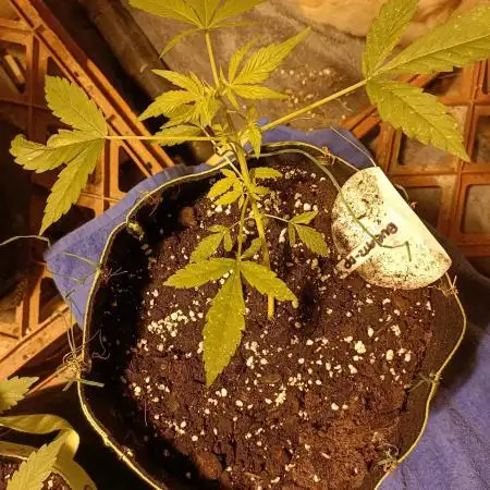 DP 🏆 Bubatz XL Auto