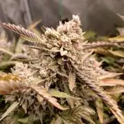 Dosi and lemons SuperVeg