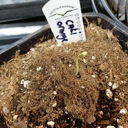 Cali Orange - DP