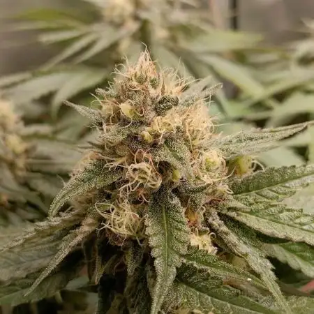 Papaya mix 420s