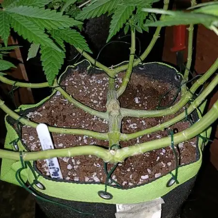 Papaya mix 420s