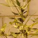 Super BOOF x 42FB Collab