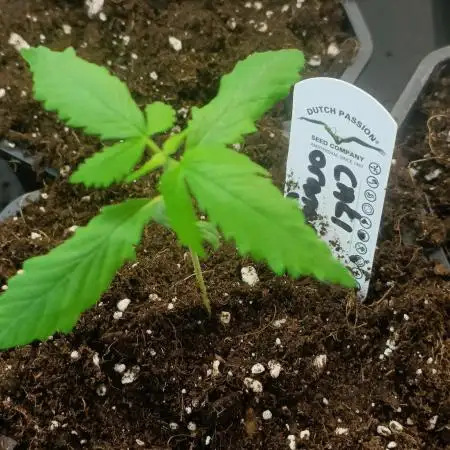 Cali Orange - DP