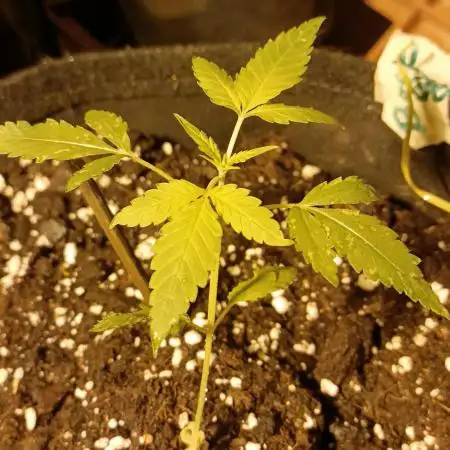 DP 🏆 Bubatz XL auto