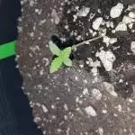 Dinafem Blue kush Auto & OG kush auto