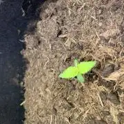 First grow Blackberry Kush auto