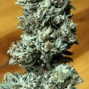 North fork 2025 organic goods