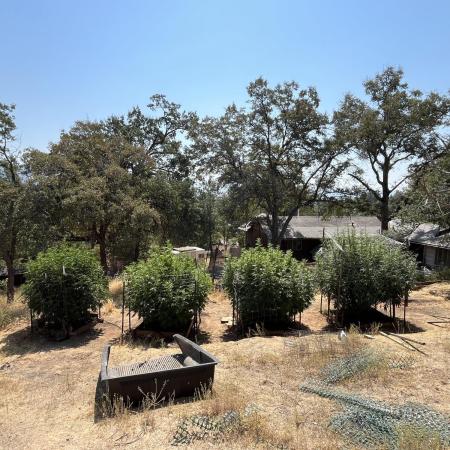 North fork 2025 organic goods