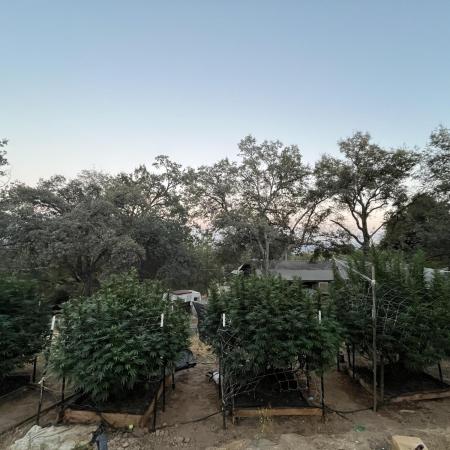 North fork 2025 organic goods