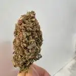 Panda + Delicious early