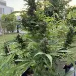 Green House Seeds