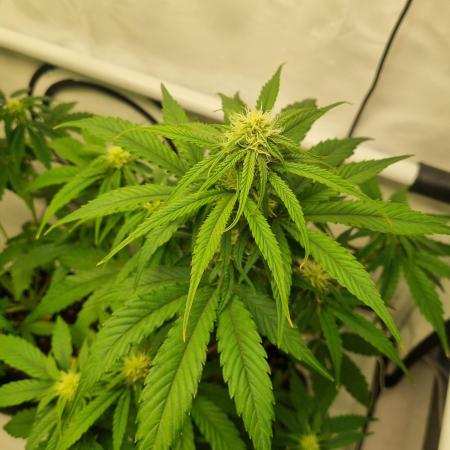Growshow Autoflowers im Muttizelt