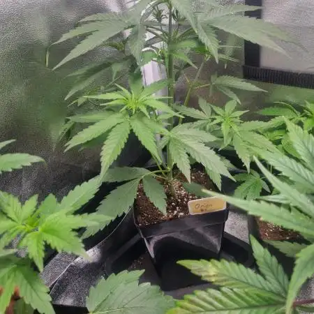Growshow Autoflowers im Muttizelt