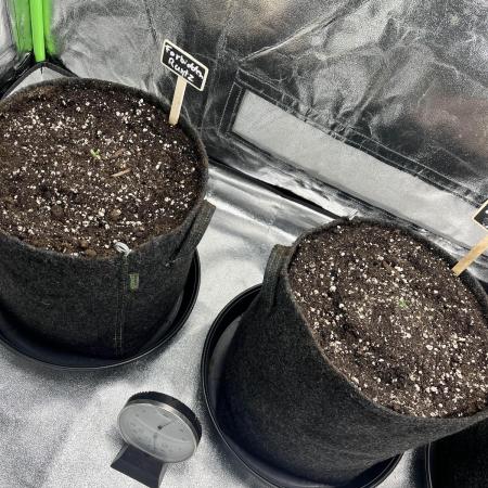 Fast Buds Mix  - Die vergessenen Strains