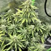 Fast Buds Mix - Die vergessenen Strains