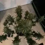 Fast Buds GrowMix - Bereit für den Sommer
