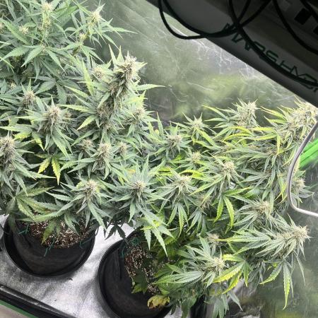 [GER] FastBuds x Original Sensible Seeds