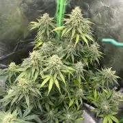 GTA VI Quarantäne Grow