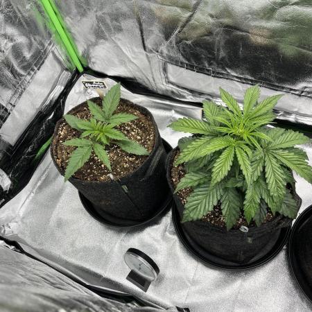 [GER] FastBuds x Original Sensible Seeds