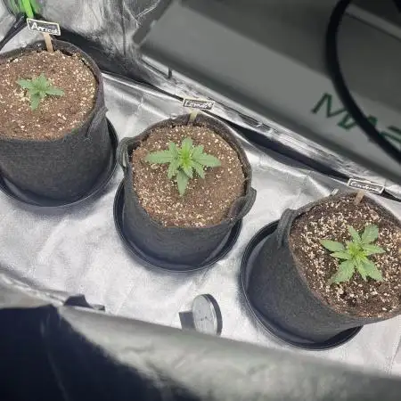 Fast Buds Strain Mix Auto