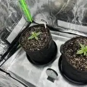 Fast Buds Mix  - Die vergessenen Strains