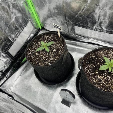 Fast Buds Mix  - Die vergessenen Strains