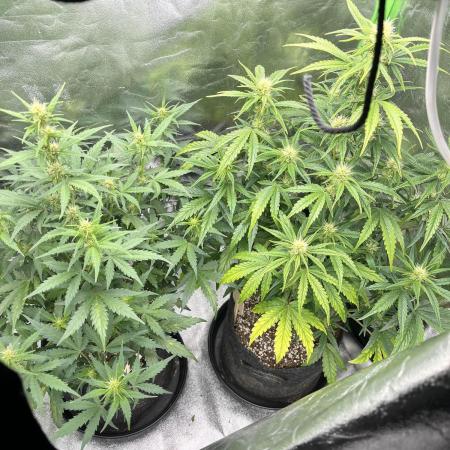 [GER] FastBuds x Original Sensible Seeds