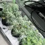 Fast Buds Strain Mix Auto
