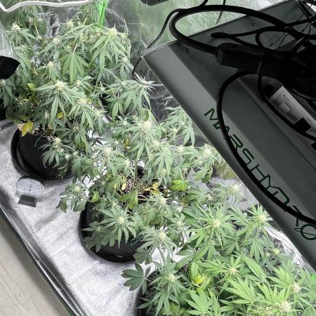 Fast Buds Strain Mix Auto